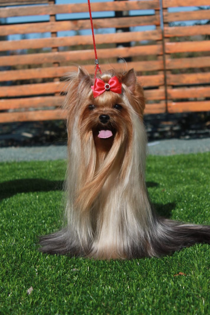 DE LUX MARYI ROX SHARLOTTA — Labaza DogPedigree YorkshireTerrier